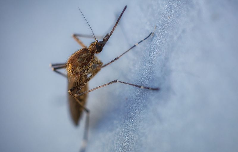 The far Russian north mosquitophoto preview