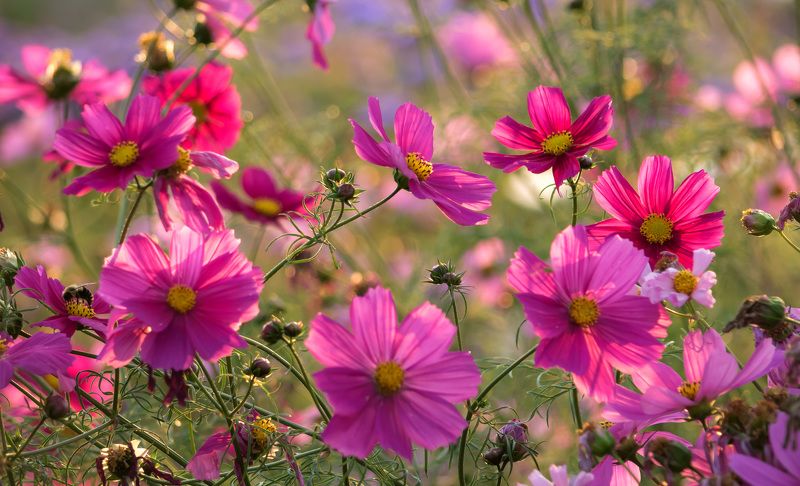 макро,цветы,природа,флора, лето,осень,космея, Цветочный ковёрphoto preview