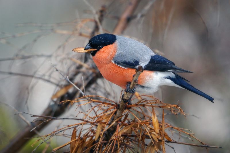 Снегирь photo preview