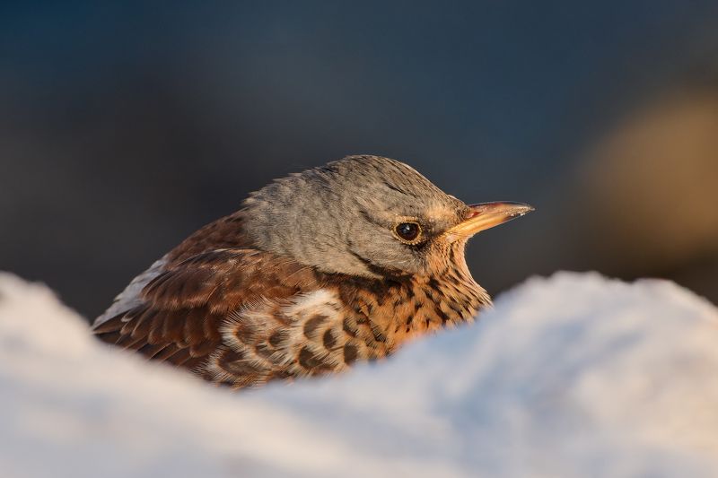 #bird #wildlife #nature #birdphotography Дрозд-рябинникphoto preview
