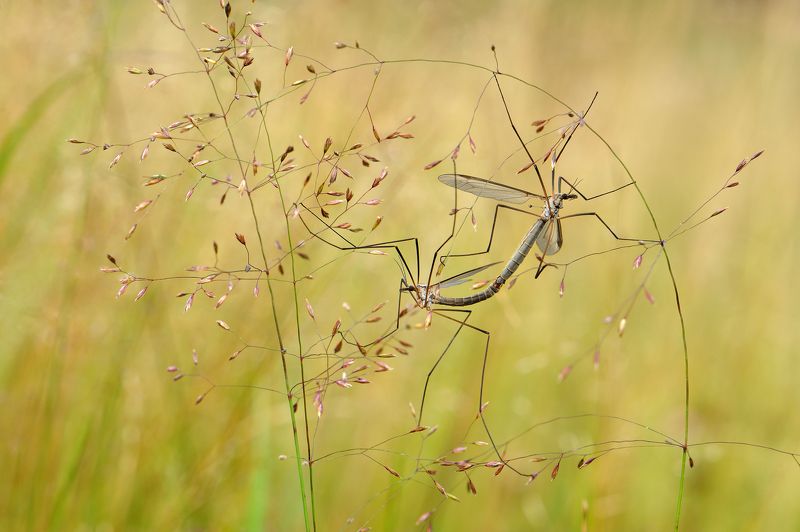 Колесо жизни.photo preview