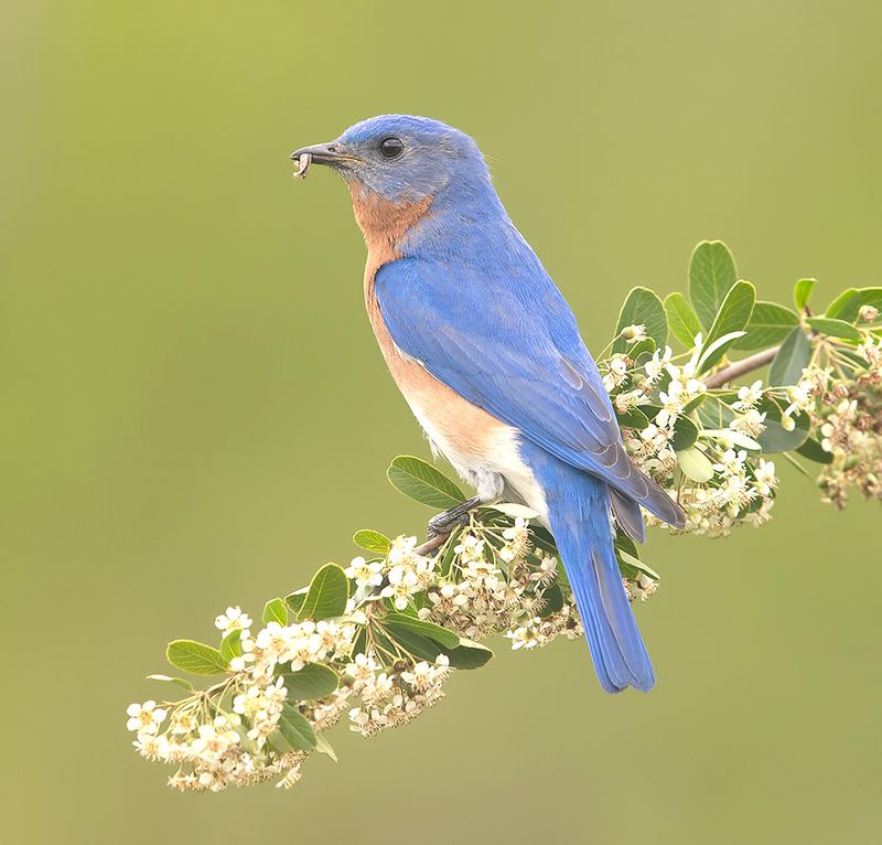 восточная сиалия, eastern bluebird, bluebird, весна Eastern Bluebird male -Восточная сиалия самецphoto preview