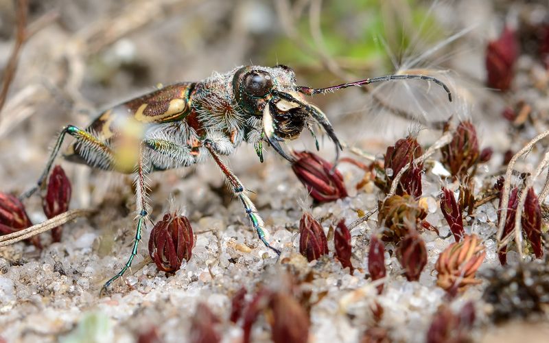 скакун-межняк, cicindela hybrida, скакуны, cicindelinae, жук Песчаный дьяволphoto preview