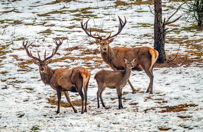 благородный олень, олени, беларусь, красный бор, зима Благородные олениphoto preview