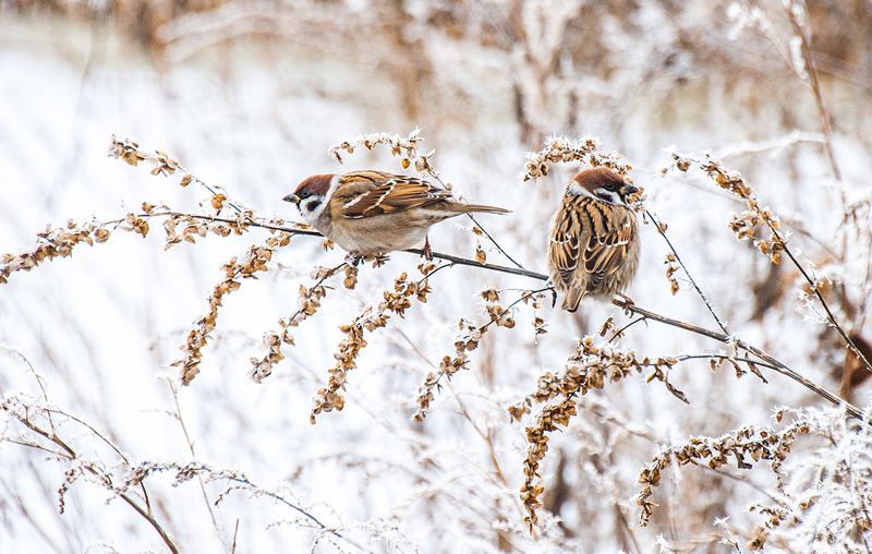 воробей, полевой воробей, кисловодск, подкумок, зима Полевые воробьиphoto preview