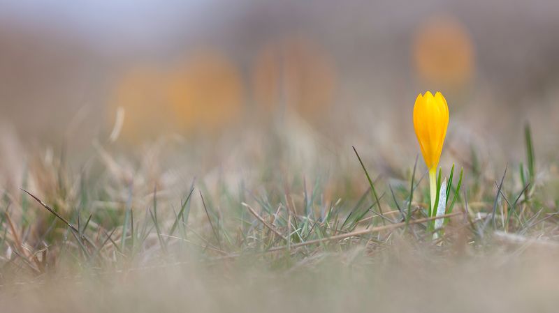 Минзухарphoto preview