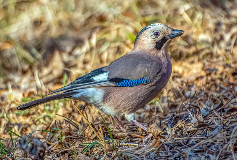 сойка, кисловодск, кисловодский парк Сойкаphoto preview