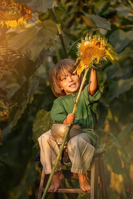 Антошка,подсолнухи,сказка Антошкаphoto preview