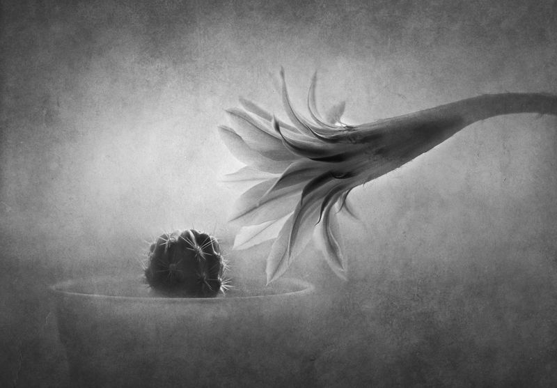 кактусы, цветок, чёрно-белое Контактphoto preview