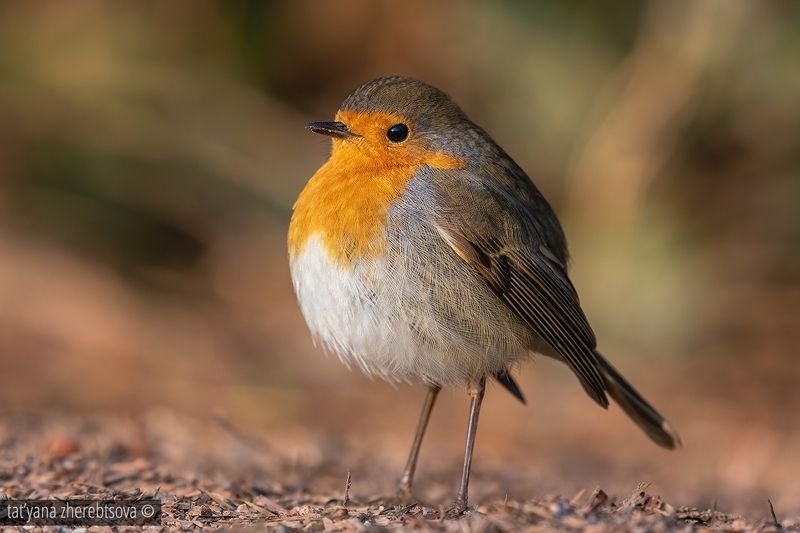 Зарянка. Robinphoto preview