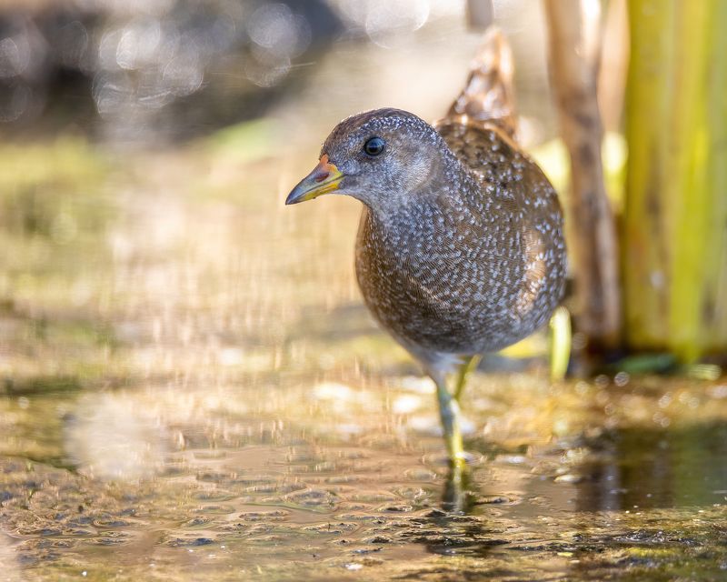 porzana porzana Погонышphoto preview