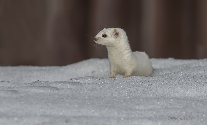 animal, animal wildlife,  nature,  animals in the wild, weasel, ласка, least weasel Least weaselphoto preview