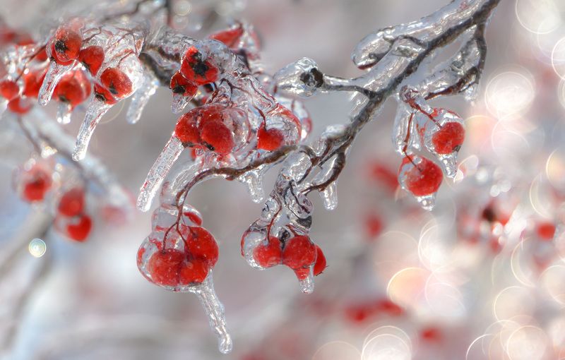 макро,весна,природа,флора, ягоды,лед,мороз,сосульки,боке, ***photo preview