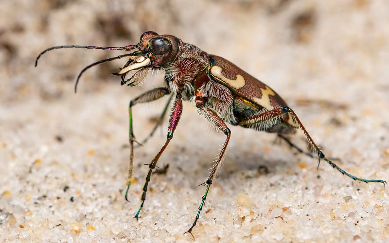 скакун-межняк, cicindela hybrida, скакуны, cicindelinae, жук Ваше Изяществоphoto preview