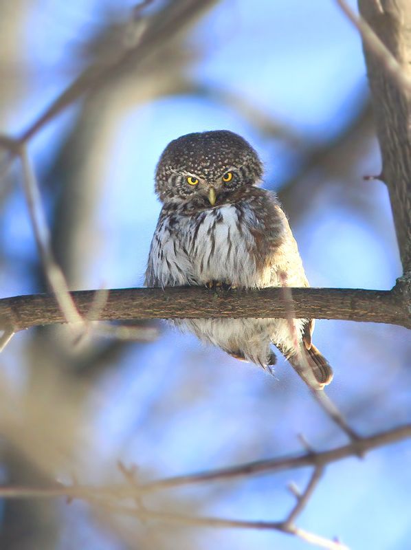 Сычикphoto preview