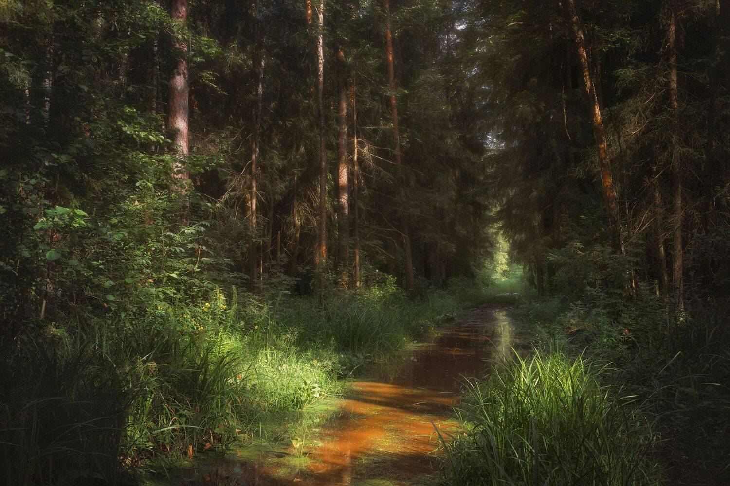 лес, свет, деревья, пейзаж, лето, forest, woodland, trees, landscape, sunlight, summer, Валерий Вождаев