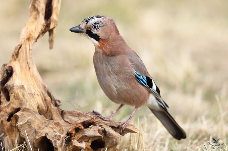 Сойка.photo preview