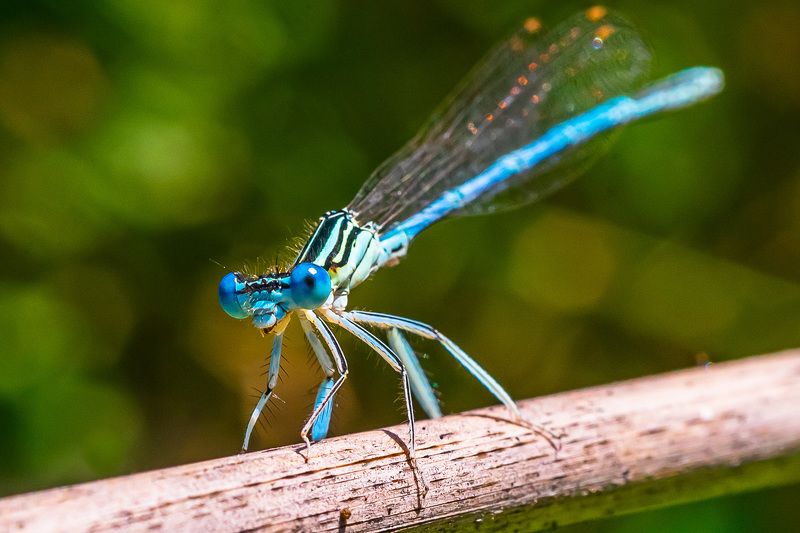 стрекоза стрелка, лето, макро, Стрекоза Стрелка. фото превью