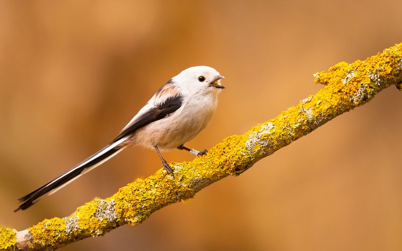 Long-teiled Tiphoto preview