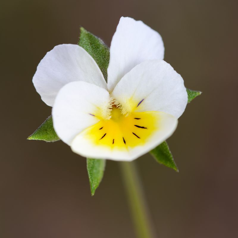 фиалка полевая, viola arvensis, фиалковые, violaceae, весна, май, цветы Фиалка полеваяphoto preview