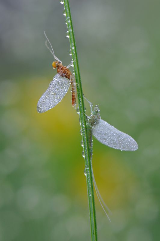 Молитва.photo preview