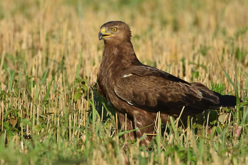 Подорлик малыйphoto preview