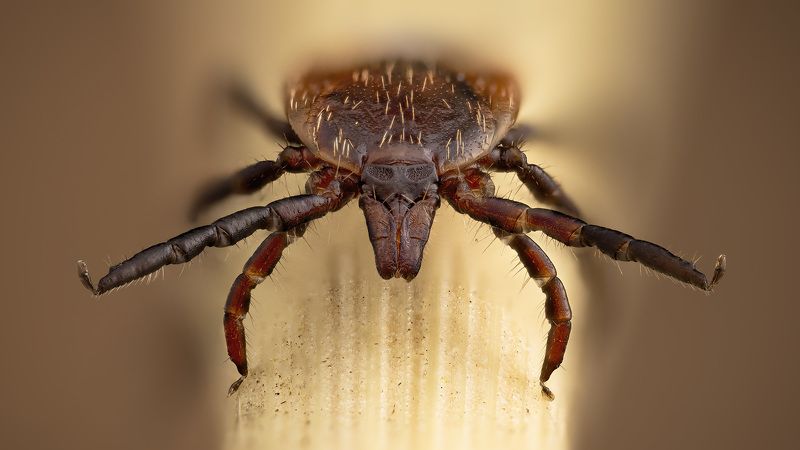 лесной, клещь Ixodes ricinusphoto preview