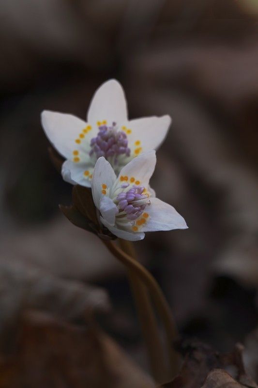 весенник звезчатый  eranthis stellata пригород владивосток остров русский март Весенники фото превью