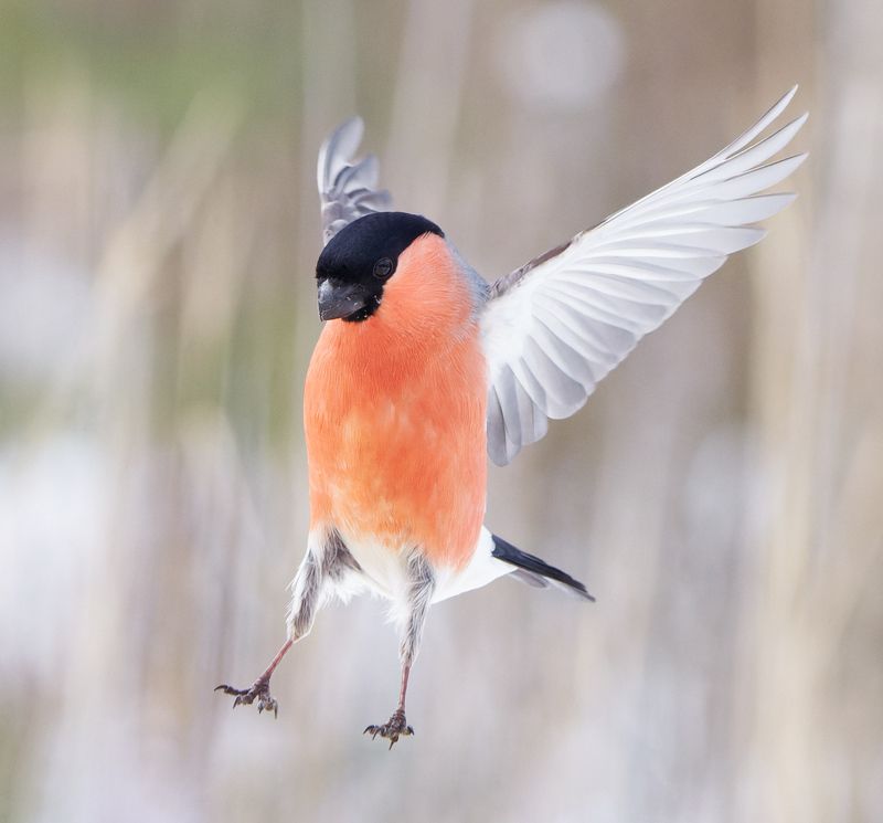 птицы, снегирь photo preview