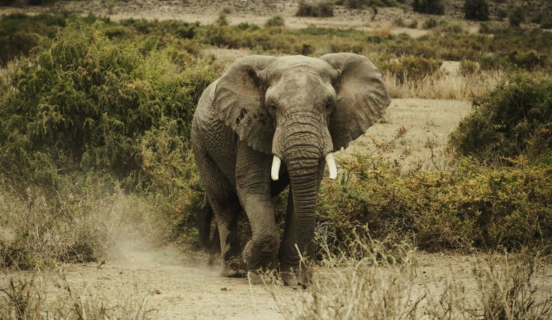 Слон Kenya  Elephant фото превью