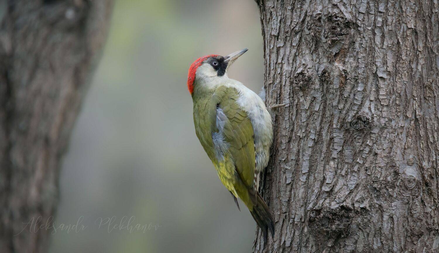 Автор: Плеханов Александр , Плеханов Александр