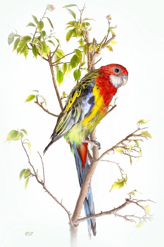 птицы, попугаи, красный, желтый Попугай Розелла обыкновеннаяphoto preview