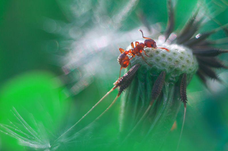 лето, муравей, одуванчик Мурашикphoto preview