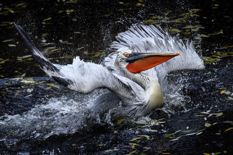птицы, брызги, крылья, пеликан Кудрявый пеликанphoto preview