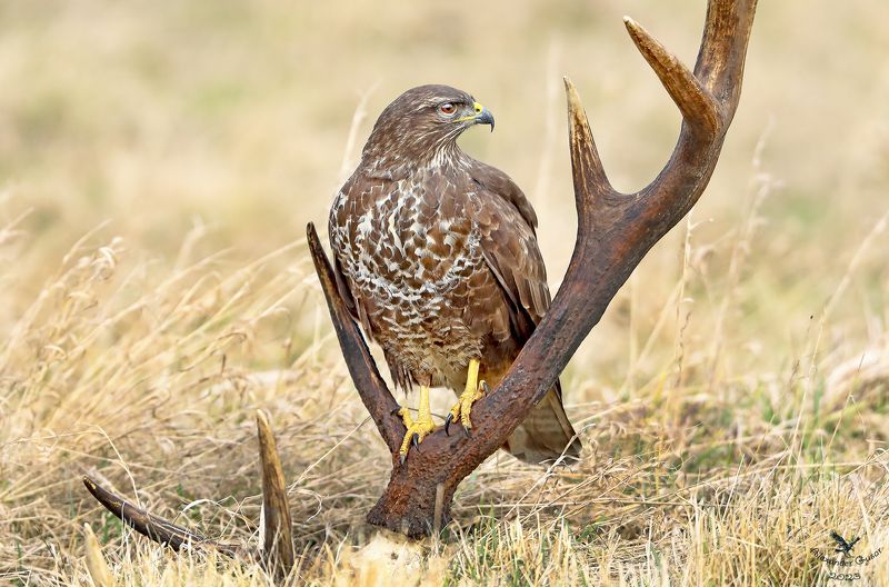 Канюк. фото превью