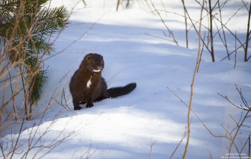 солнце, россия, рассвет, природа, подмосковье, погода, пейзажи, пейзаж, отражение, наукоград, красота, дубна, вода, весна, weather, water, spring, russia, reflection, naukograd, nature, moscow, landscape, dawn, canon, dubna, beauty *** фото превью