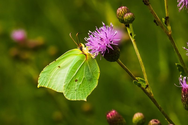 бабочка лимонница, лето, Бабочка Лимонница фото превью