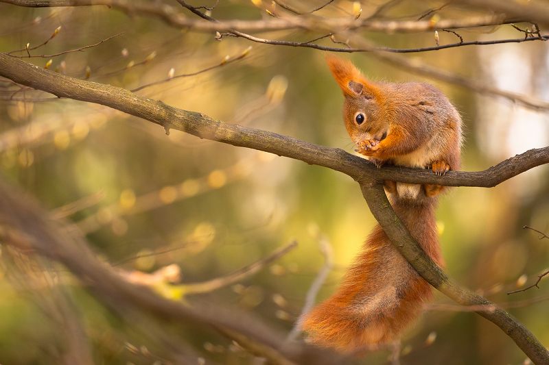 Squirrelphoto preview