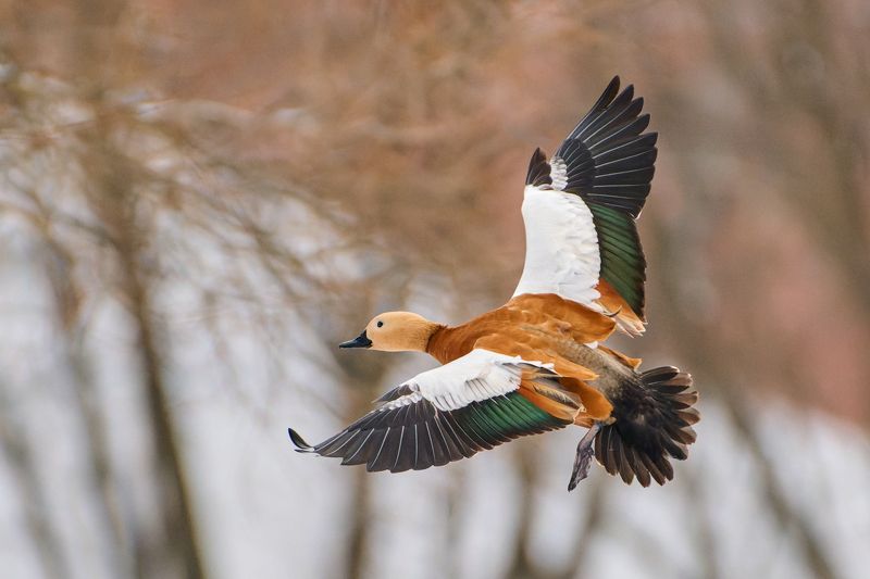#bird #wildlife #nature #birdphotography Огарьphoto preview