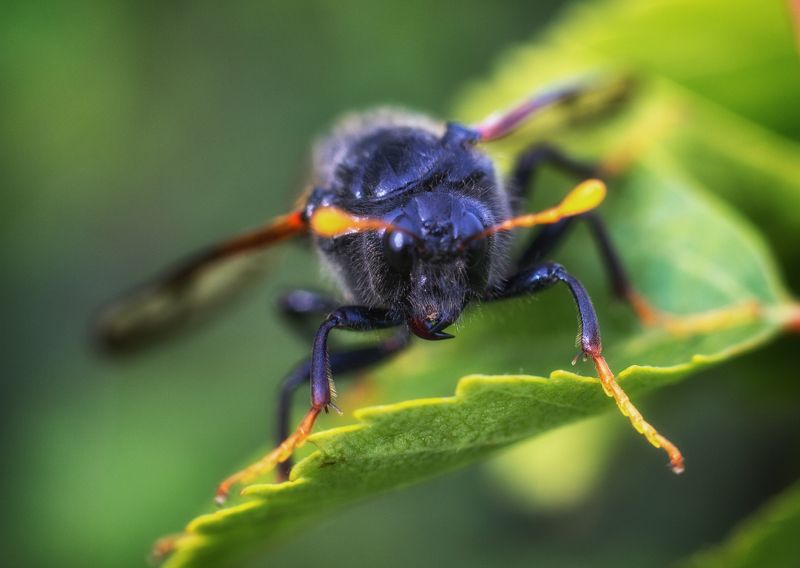 helicopterphoto preview