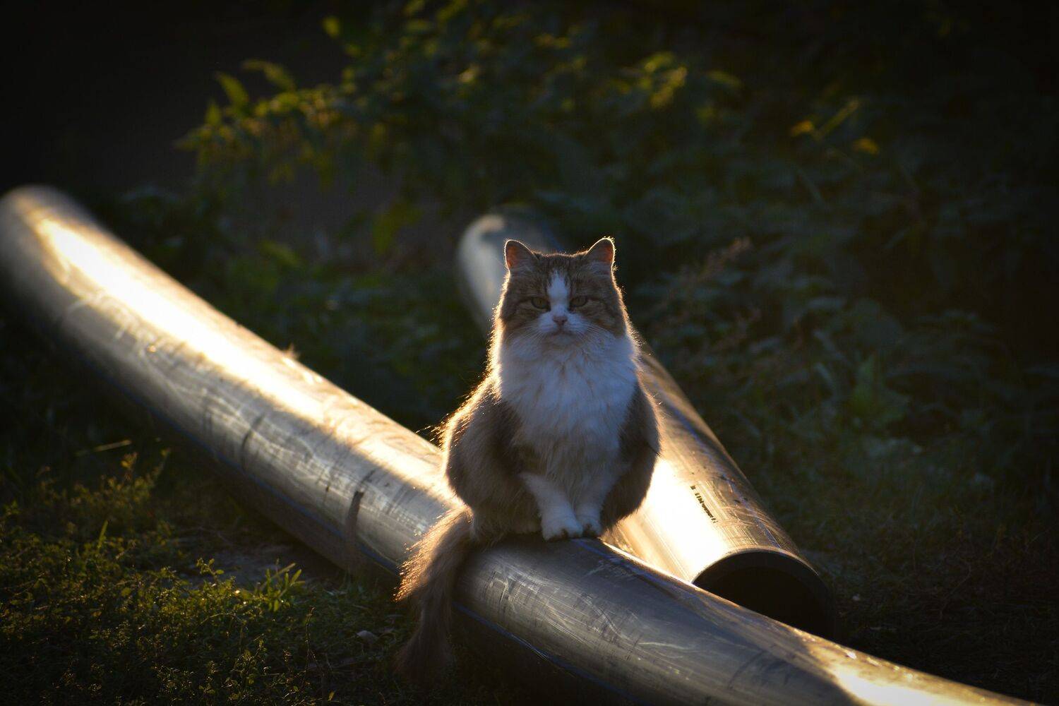 Сам по себе. Автор: Сергей Калёв , Сергей Калёв