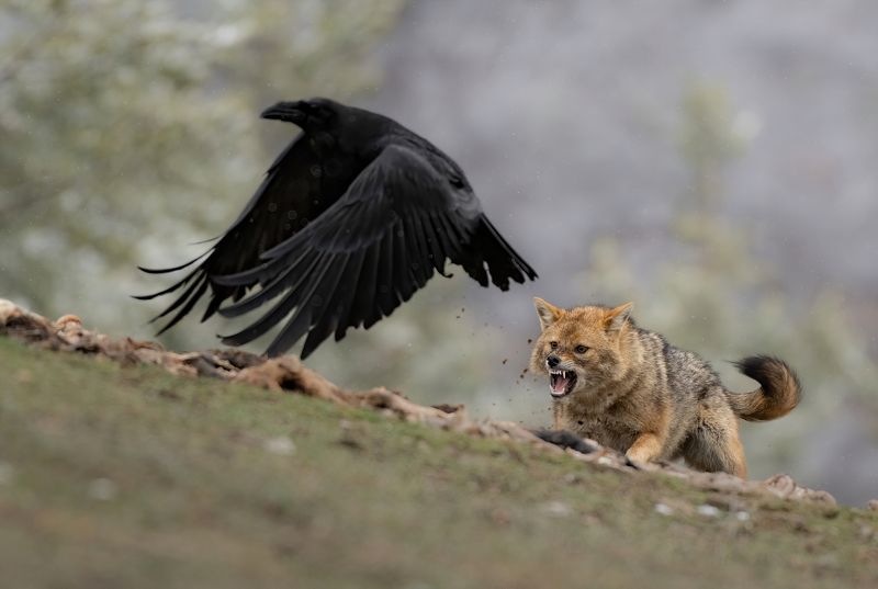 Шакал и воронphoto preview