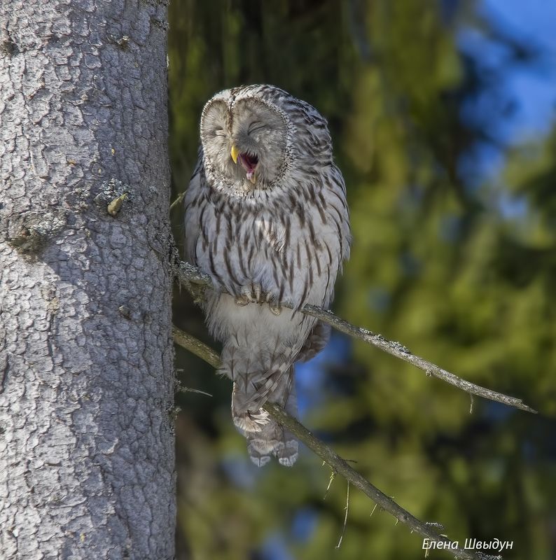 bird of prey, animal, birds, bird, animal wildlife, nature, animals in the wild, птицы, птица, сова, длиннохвостая неясыть, ural owl, owls, owl Ural owlphoto preview