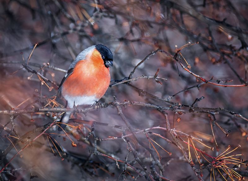 снегирь,  птица, самец, март, Огонёк.. фото превью