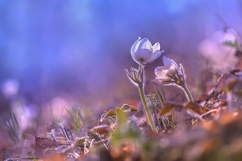 природа, лес, весна, сон-трава, подснежник, прострел, боке, цветы Весны прекрасные мгновенья... фото превью