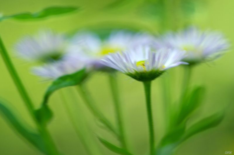 color, colors, color image, flower, flowers, green, nature, photograph, photography, spring, springtime, Spring Paintingphoto preview