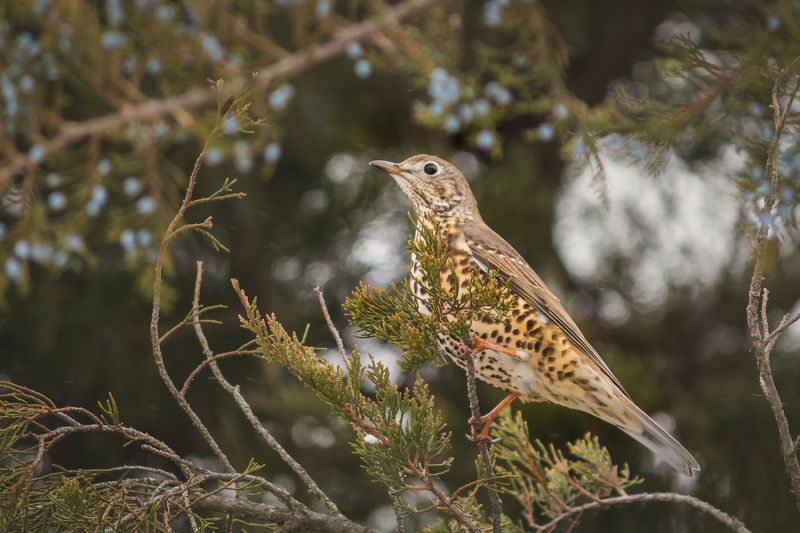 Turdus viscivorusphoto preview