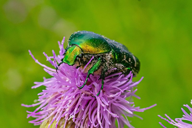 макро, жук бронзовка, лето, Жук Бронзовка фото превью