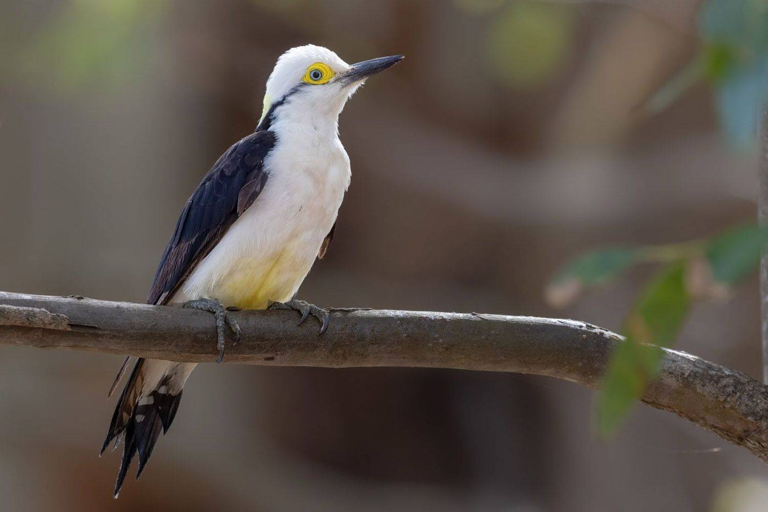 птицы, уругвай, Елена Давыдова