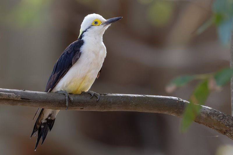 птицы, уругвай ***photo preview